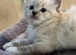 Lynx 2 - Ragdoll Cat For Sale - San Diego, CA, US