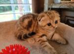 Julia - Scottish Fold Cat For Sale - 