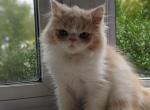 Cream boy - Persian Cat For Sale - Parkville, MD, US