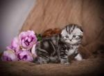 Dream butterfly tabby baby boy scottish fold - Scottish Fold Kitten For Sale - 
