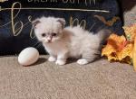 Hootie and dory kittens - Scottish Fold Cat For Sale - New Whiteland, IN, US
