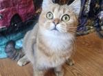 Dallas - British Shorthair Cat For Sale - 