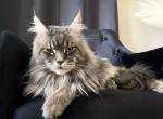 Blue Torbi - Maine Coon Cat For Sale - Cookeville, TN, US