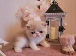 Zefir - Exotic Cat For Sale - Norwalk, CT, US