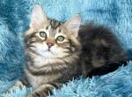 Smyk - Siberian Cat For Sale - Norwalk, CT, US