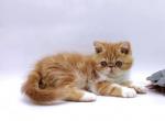 Dixie - Exotic Cat For Sale - Norwalk, CT, US