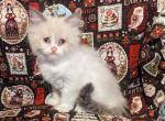 Nonstandard kittens - Munchkin Cat For Sale - New Whiteland, IN, US
