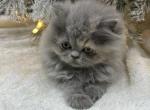 Grey kitten - Persian Cat For Sale - Parkville, MD, US