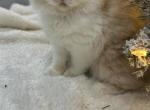 Cream kitty female - Persian Cat For Sale - Parkville, MD, US