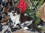 Munchkin - Munchkin Cat For Sale - New Whiteland, IN, US