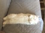 Misty - Persian Kitten For Sale - Parkville, MD, US