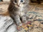 Dolly - Maine Coon Cat For Sale - OH, US