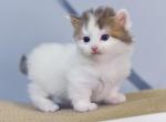 Romeo Munchkin male - Munchkin Cat For Sale - 