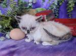 Munchkin litter - Munchkin Cat For Sale - New Whiteland, IN, US