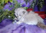 Scottish kilt kittens - Scottish Fold Cat For Sale - New Whiteland, IN, US
