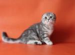 Dakota Scottish Fold female - Scottish Fold Cat For Sale - 