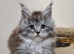 Flawless Maine Coon male - Maine Coon Cat For Sale - 