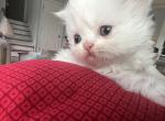 White female kitty - Persian Cat For Sale - Parkville, MD, US