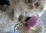 Cream male kitty - Persian Cat For Sale - Parkville, MD, US