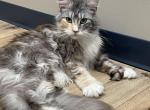 Ava - Maine Coon Cat For Sale - Cookeville, TN, US