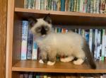 Mike - Ragdoll Cat For Sale - Lebanon, PA, US