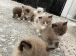 Luna 1 - Ragdoll Cat For Sale - 