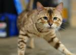 Beau - Bengal Kitten For Sale - 
