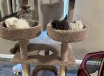 Beautiful kittens - Persian Cat For Sale - 