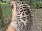 Pretty Boys - Bengal Cat For Sale - 
