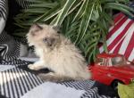 Munchkin kitties - Munchkin Cat For Sale - New Whiteland, IN, US