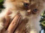 Caramel litter - Persian Cat For Sale - Parkville, MD, US