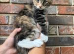 Xxl Pookie - Maine Coon Cat For Sale - Cookeville, TN, US
