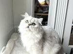 Jam - Scottish Straight Cat For Adoption - 