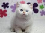 Nala British Shorthair female - British Shorthair Cat For Sale - Seattle, WA, US