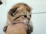 Lincoln - Scottish Fold Cat For Sale - Lincoln, NE, US
