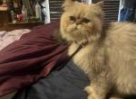 LilBoy - Himalayan Cat For Sale - 