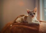 Frito - Munchkin Cat For Sale - 