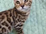 Chloe - Bengal Kitten For Sale - 