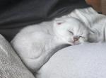 Snowy - Scottish Fold Cat For Sale - Lincoln, NE, US
