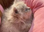 Golden litter - Persian Cat For Sale - Parkville, MD, US