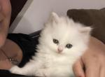 White male kitty - Persian Cat For Sale - Parkville, MD, US