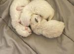 Charlie Ragdolls - Ragdoll Cat For Sale - 