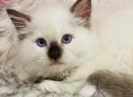 Godiva - Ragdoll Cat For Sale - Cookeville, TN, US