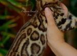 Dior - Bengal Cat For Sale - 