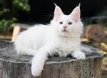 Pearl Maine Coon Female - Maine Coon Cat For Sale - 