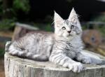Like Maine Coon Male - Maine Coon Cat For Sale - 