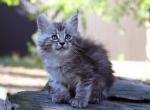 Rixos Maine Coon Poly Male - Maine Coon Cat For Sale - 