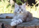 Pixie Bob Maine Coon Male - Maine Coon Cat For Sale - 