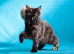 Easy Love - Maine Coon Cat For Sale - Brooklyn, NY, US