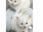 Charlies Ragdolls - Ragdoll Cat For Sale - 